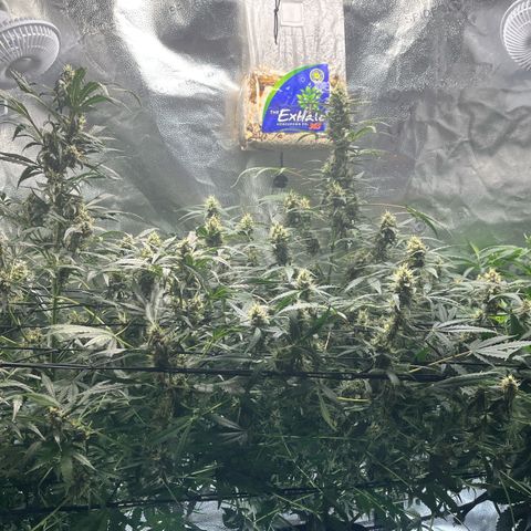 Gorilla Melon growlog timeline photo