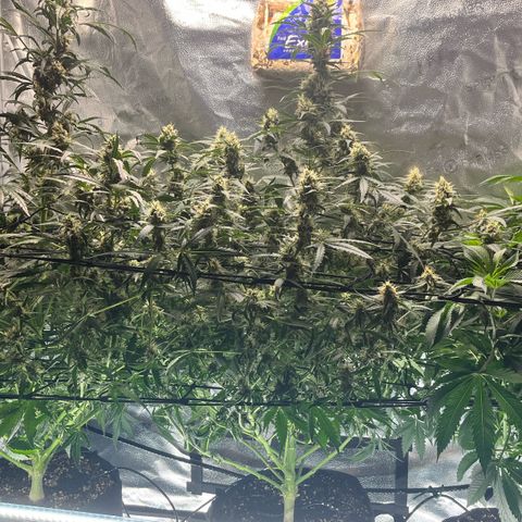 Gorilla Melon growlog timeline photo