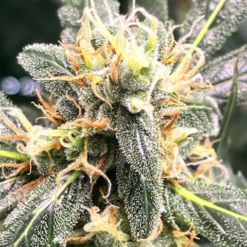 Gorilla Melon growlog timeline photo
