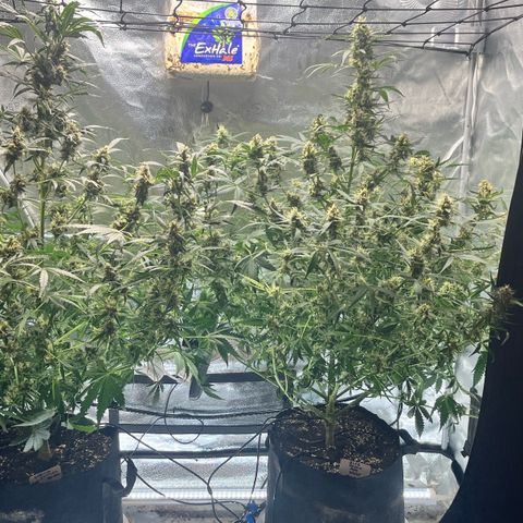 Gorilla Melon growlog timeline photo