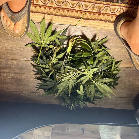 Gorilla Melon growlog timeline photo