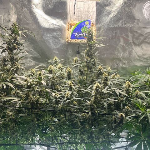 Gorilla Melon growlog timeline photo