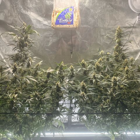 Blue Dream Auto 42-1 growlog timeline photo