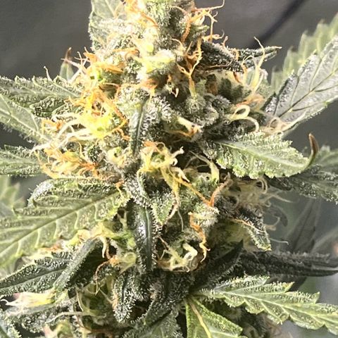 Blue Dream Auto 42-1 growlog timeline photo