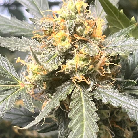 Blue Dream Auto 42-1 growlog timeline photo