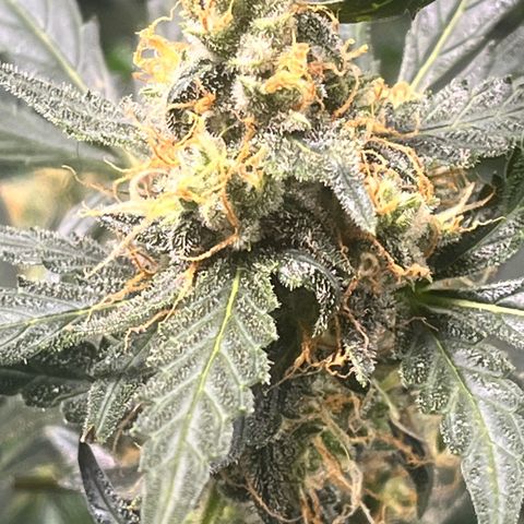 Blue Dream Auto 42-1 growlog timeline photo