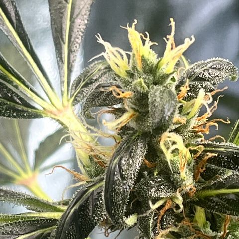 Gorilla Zkittlez Auto growlog timeline photo