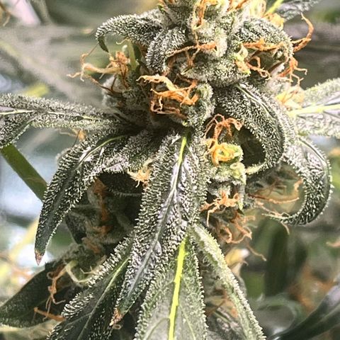 Gorilla Zkittlez Auto growlog timeline photo