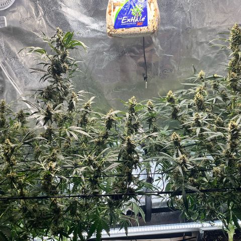 Blue Dream Auto 42-1 growlog timeline photo