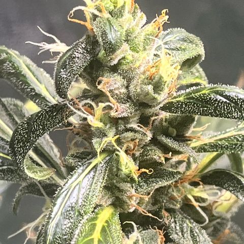 Blue Dream Auto 42-1 growlog timeline photo