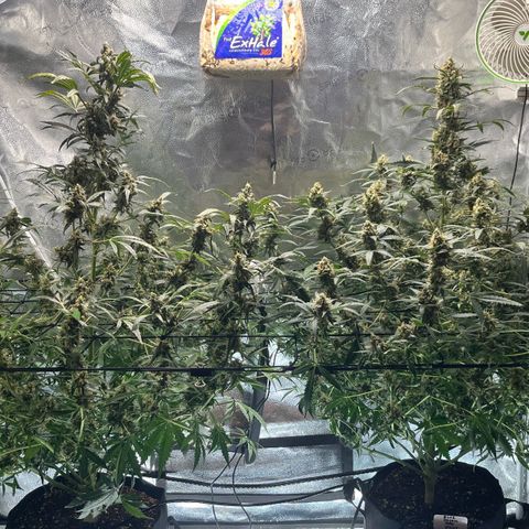 Blue Dream Auto 42-1 growlog timeline photo