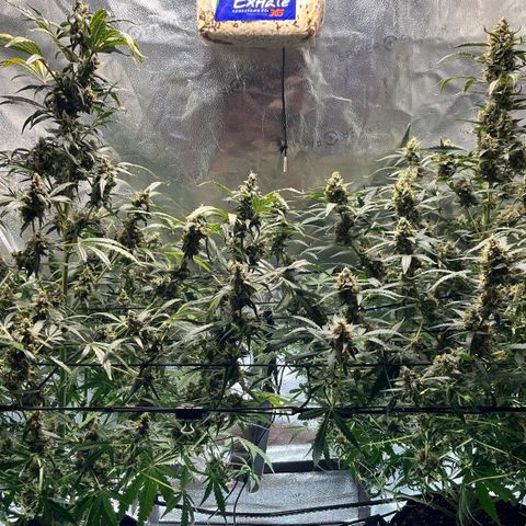 Gorilla Melon growlog timeline photo