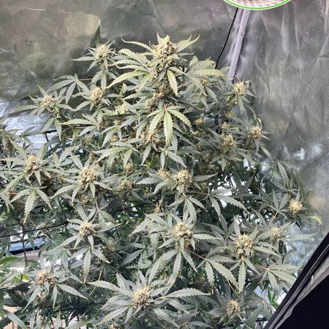 Gorilla Melon growlog timeline photo