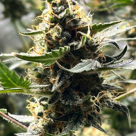 Gorilla Melon growlog timeline photo