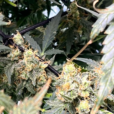 Gorilla Melon growlog timeline photo