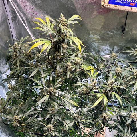 Gorilla Melon growlog timeline photo