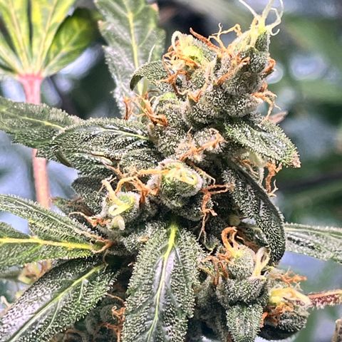 Gorilla Zkittlez Auto growlog timeline photo
