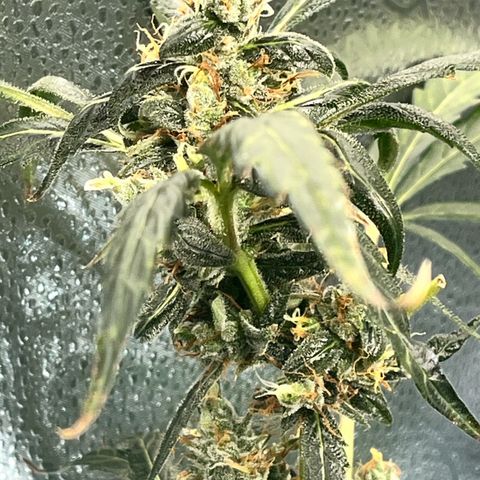 Gorilla Zkittlez Auto growlog timeline photo