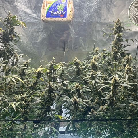 Gorilla Zkittlez Auto growlog timeline photo