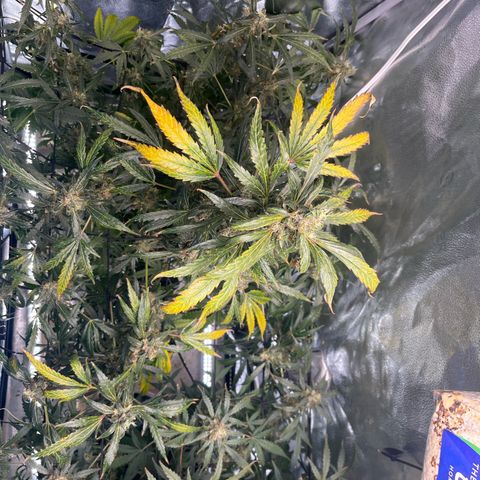 Gorilla Zkittlez Auto growlog timeline photo