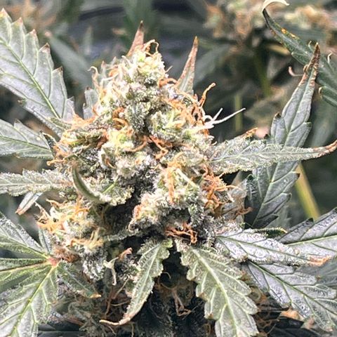 Blue Dream Auto 42-1 growlog timeline photo
