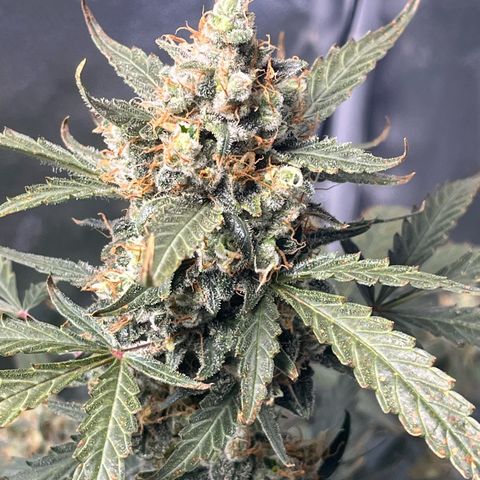 Blue Dream Auto 42-1 growlog timeline photo
