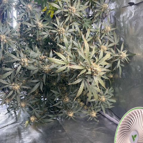 Blue Dream Auto 42-1 growlog timeline photo