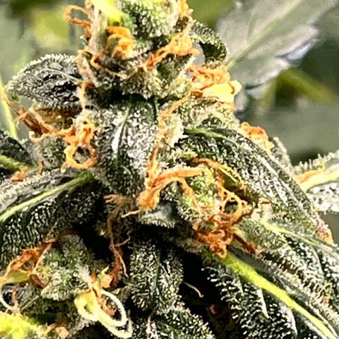Gorilla Zkittlez Auto growlog timeline photo