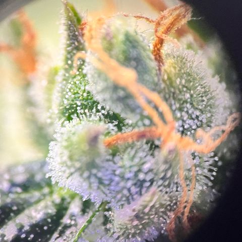 Gorilla Zkittlez Auto growlog timeline photo