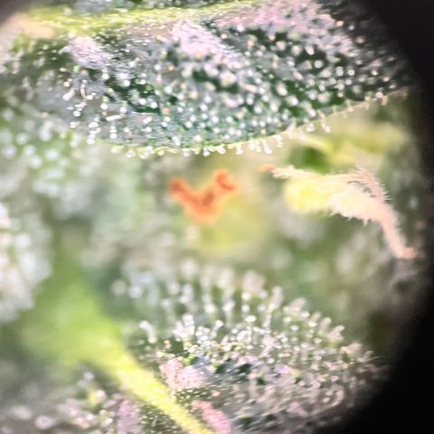 Gorilla Zkittlez Auto growlog timeline photo