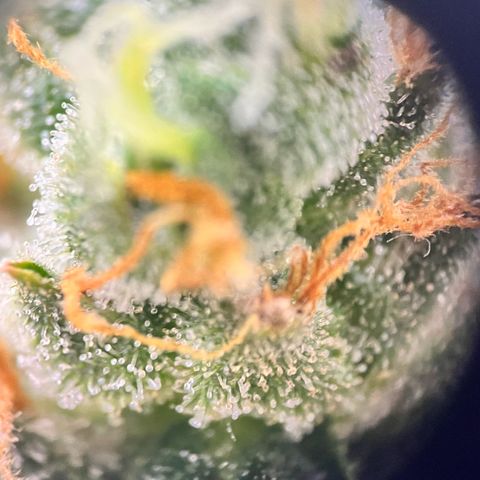 Gorilla Zkittlez Auto growlog timeline photo