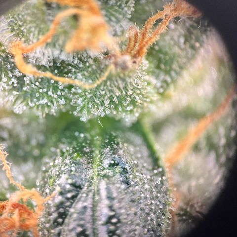 Gorilla Zkittlez Auto growlog timeline photo