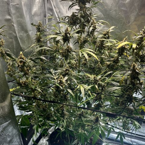 Gorilla Zkittlez Auto growlog timeline photo