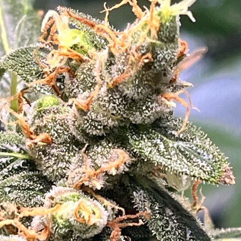Gorilla Zkittlez Auto growlog timeline photo