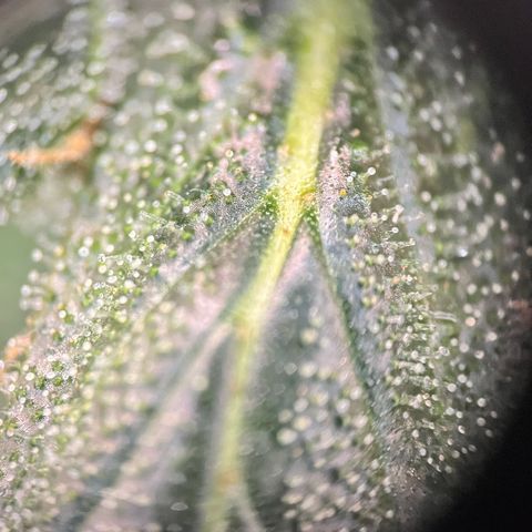 Gorilla Zkittlez Auto growlog timeline photo