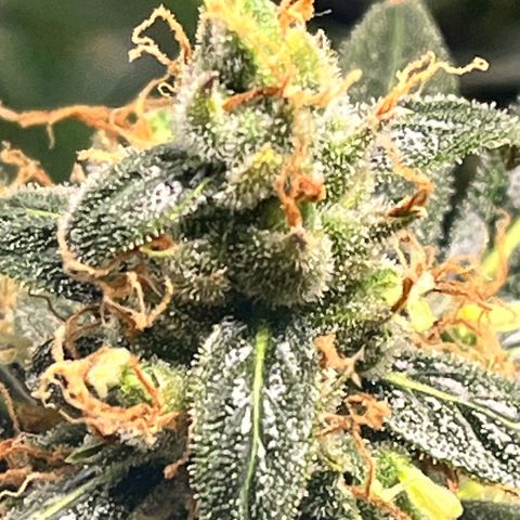 Gorilla Zkittlez Auto growlog timeline photo
