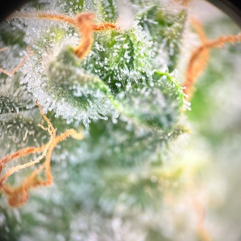 Blue Dream Auto 42-1 growlog timeline photo
