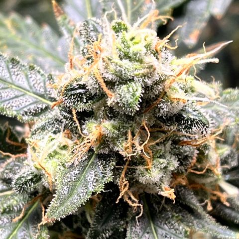 Blue Dream Auto 42-1 growlog timeline photo