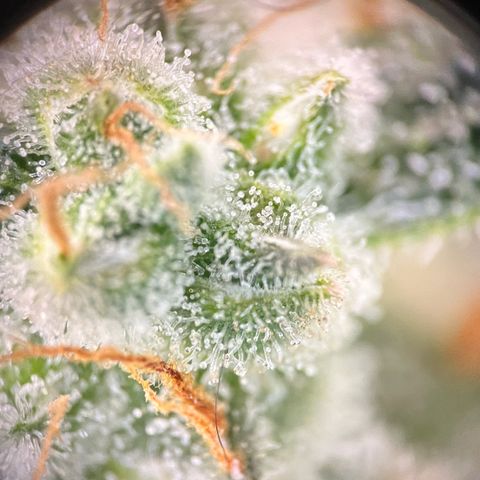 Blue Dream Auto 42-1 growlog timeline photo
