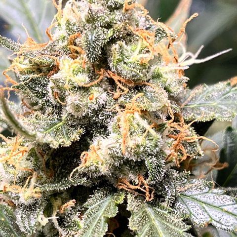 Blue Dream Auto 42-1 growlog timeline photo