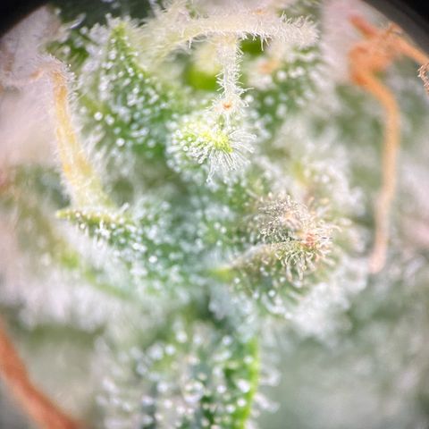 Blue Dream Auto 42-1 growlog timeline photo