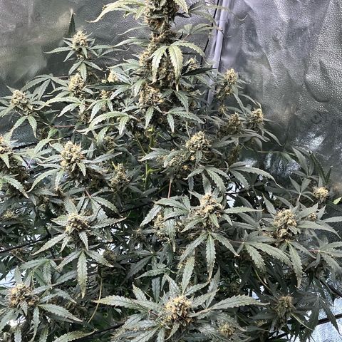 Blue Dream Auto 42-1 growlog timeline photo