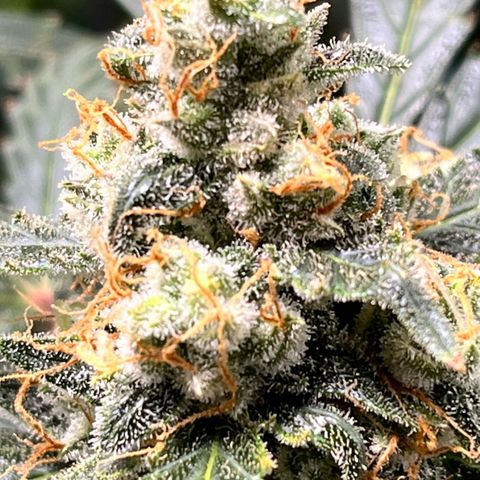 Blue Dream Auto 42-1 growlog timeline photo