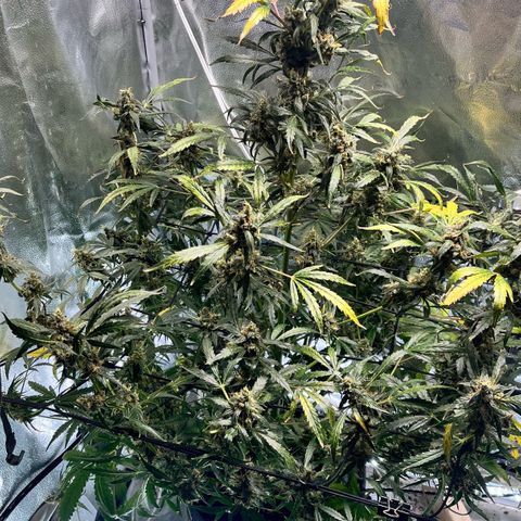 Gorilla Zkittlez Auto growlog timeline photo