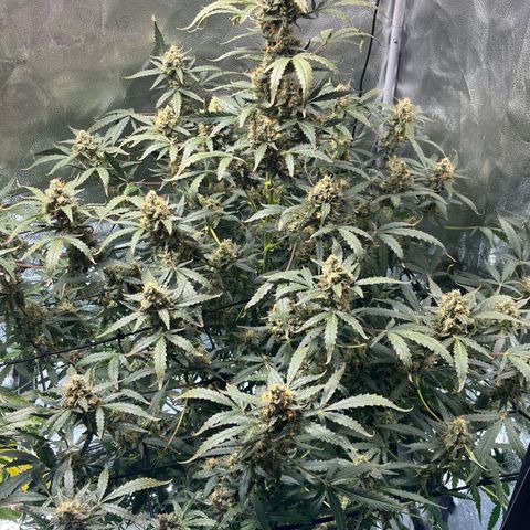 Blue Dream Auto 42-1 growlog timeline photo