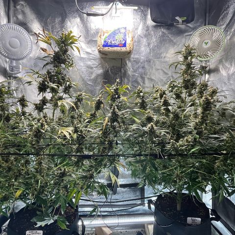 Blue Dream Auto 42-1 growlog timeline photo