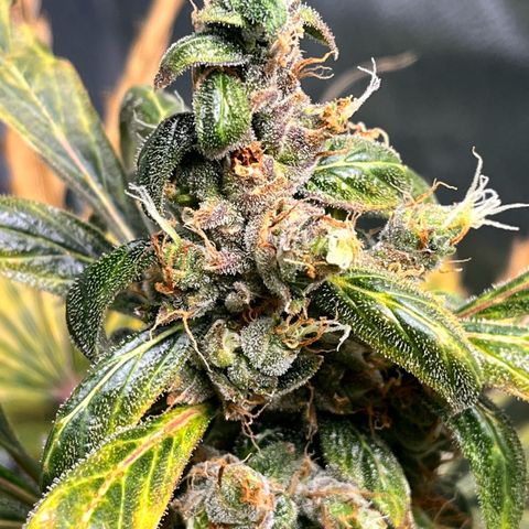 Gorilla Zkittlez Auto growlog timeline photo