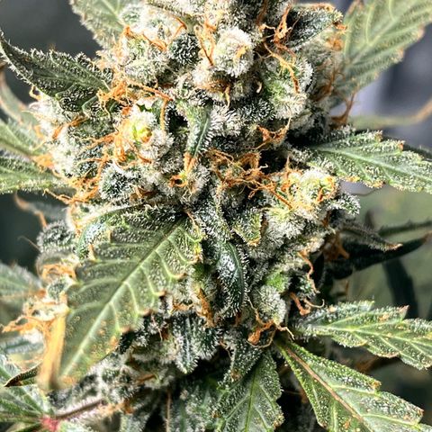 Blue Dream Auto 42-1 growlog timeline photo