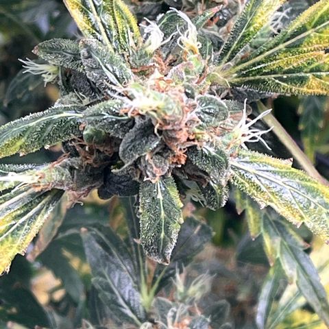 Gorilla Zkittlez Auto growlog timeline photo