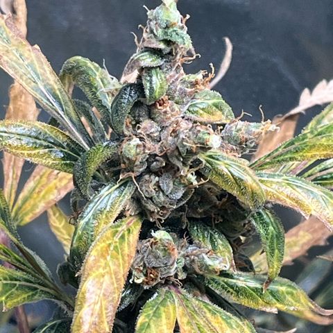 Gorilla Zkittlez Auto growlog timeline photo